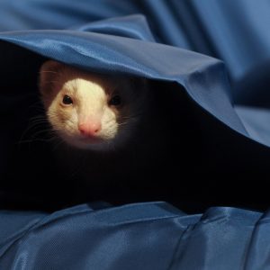 🐾 Les chaleurs chez le furet : ce que tout propriétaire doit savoir