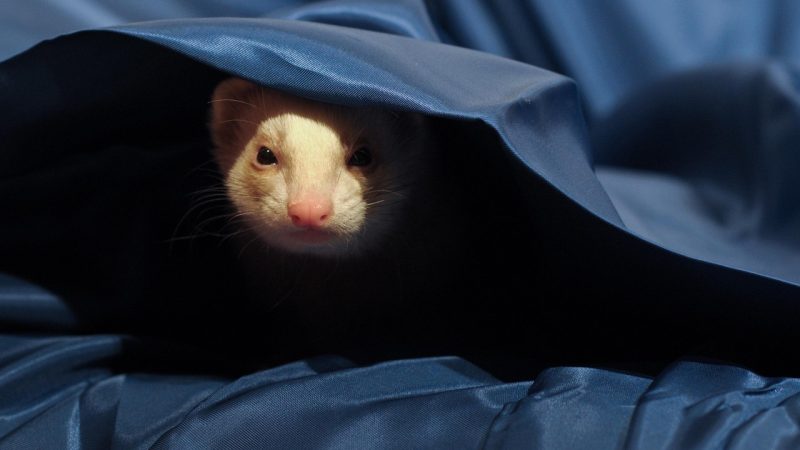 🐾 Les chaleurs chez le furet : ce que tout propriétaire doit savoir