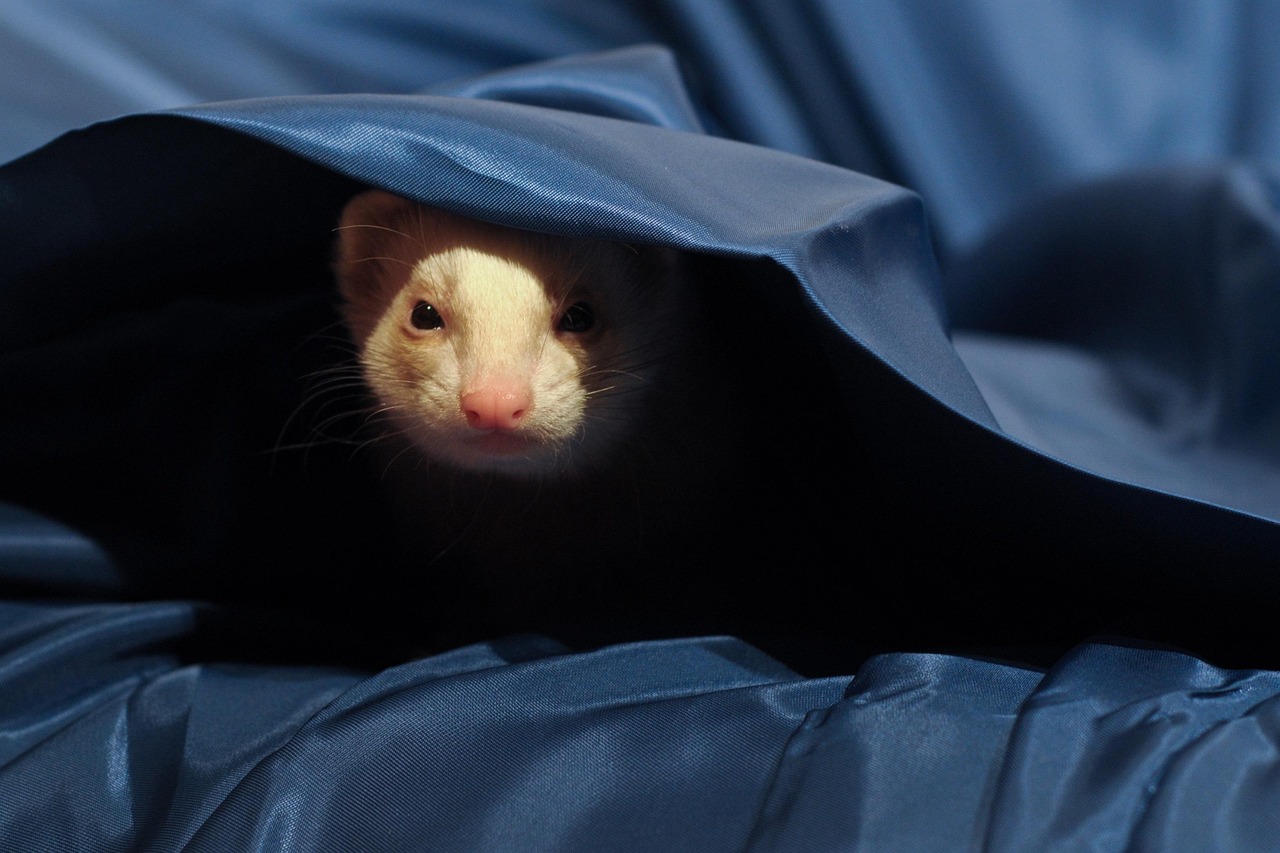 🐾 Les chaleurs chez le furet : ce que tout propriétaire doit savoir